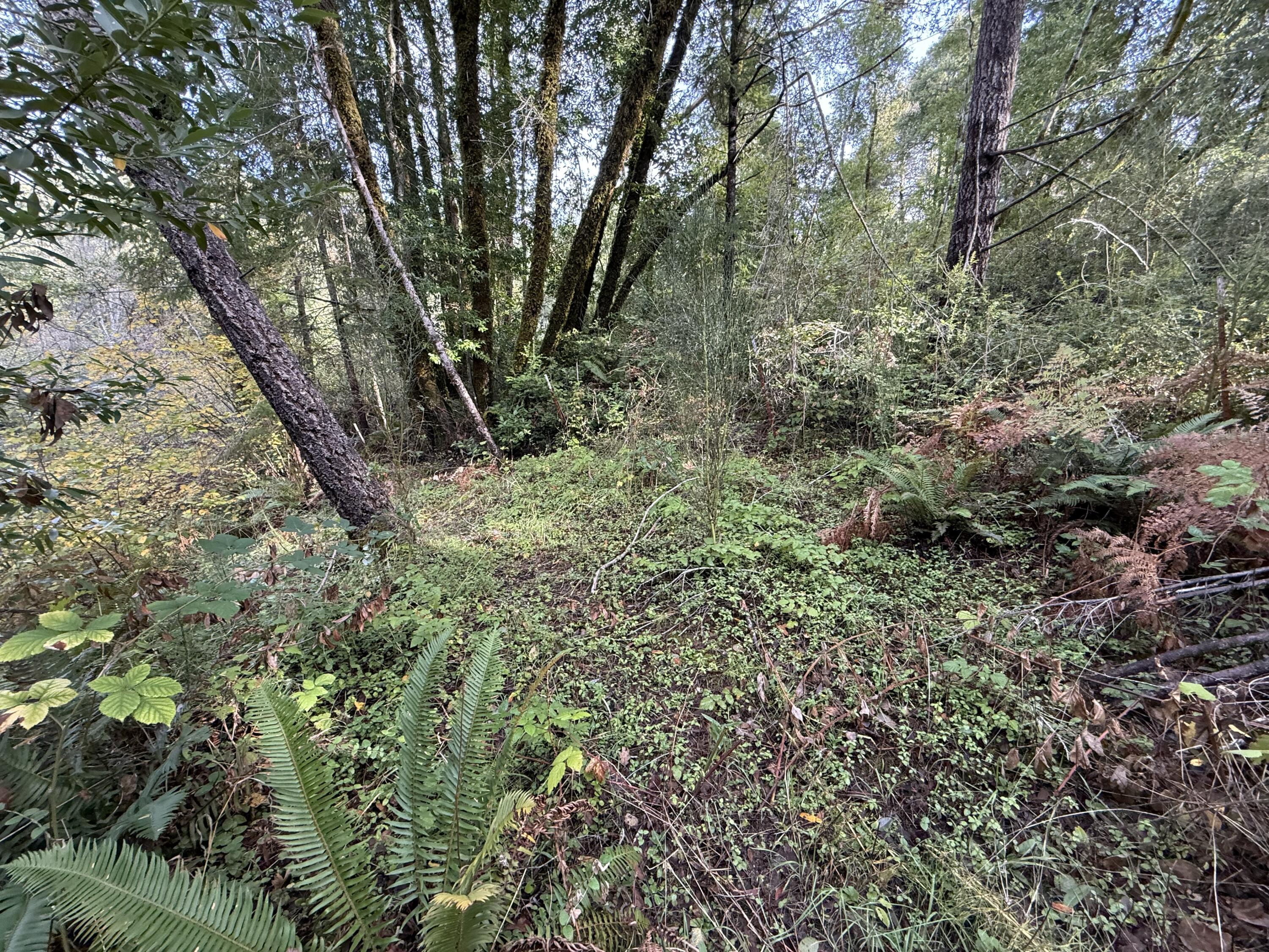 5200 Briceland Road Redway, CA 95560 - Photo 14 of 31
