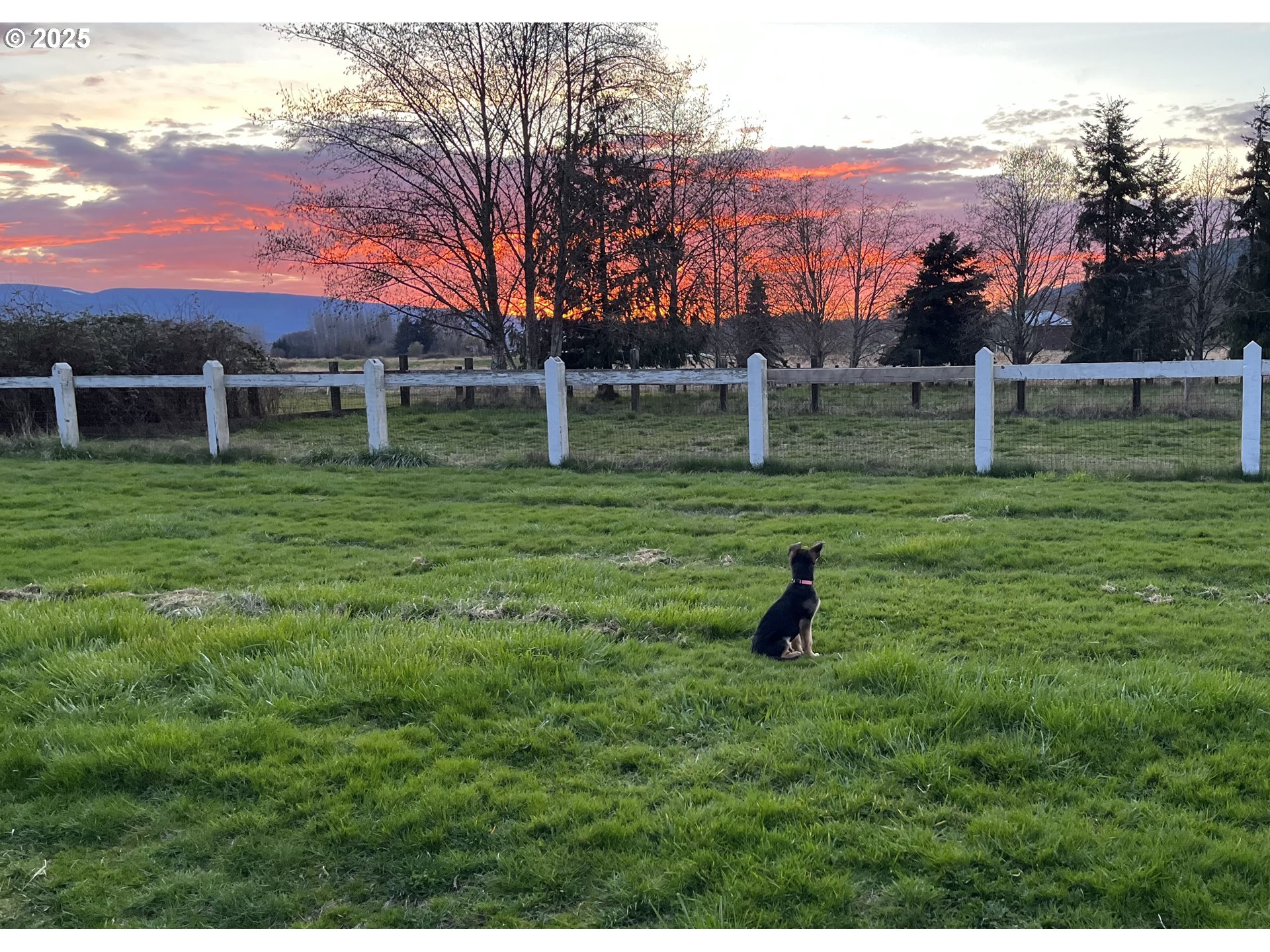78527 Point Adams Road Clatskanie, OR 97016 - Photo 46 of 46 a fire hydrant in the middle of a field
