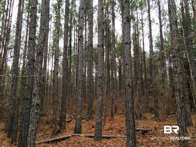 0 Legion Road Camden, AL 36726 - Photo 3 of 9