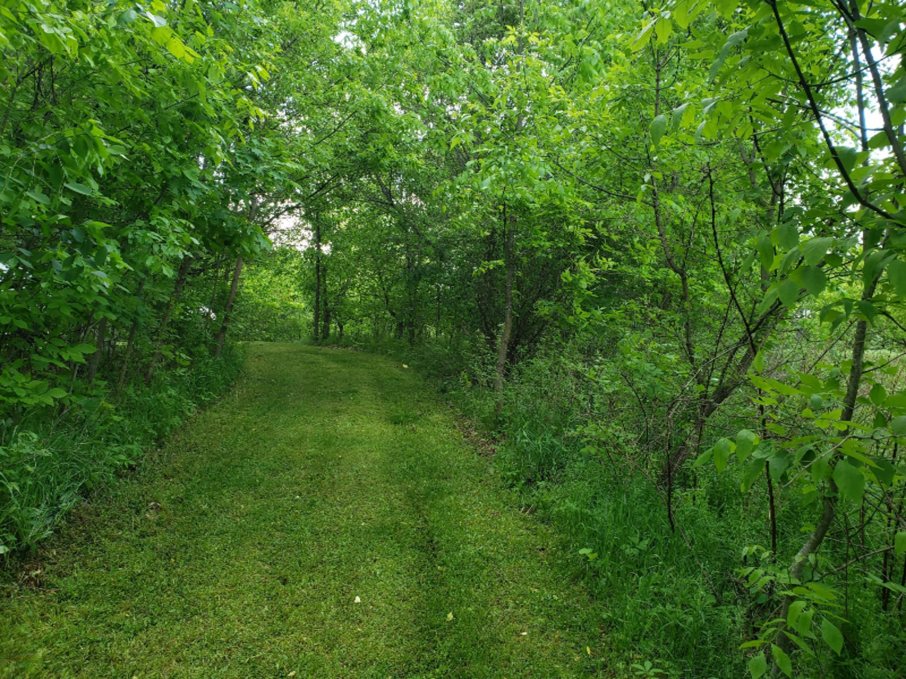 20854 4 Mile Road Morley, MI 49336 - Photo 12 of 21 20190602_115123