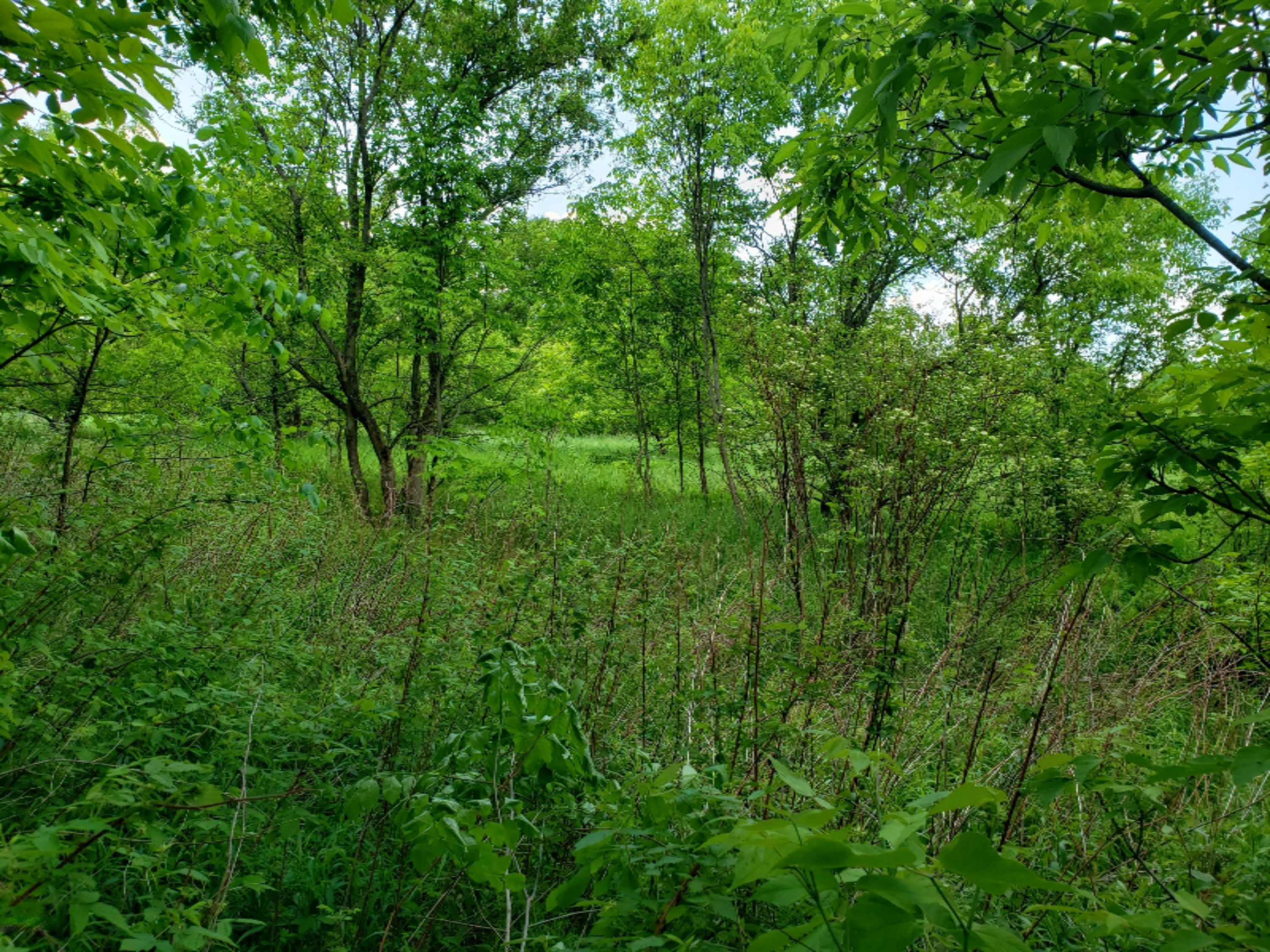20854 4 Mile Road Morley, MI 49336 - Photo 14 of 21 20190602_115141