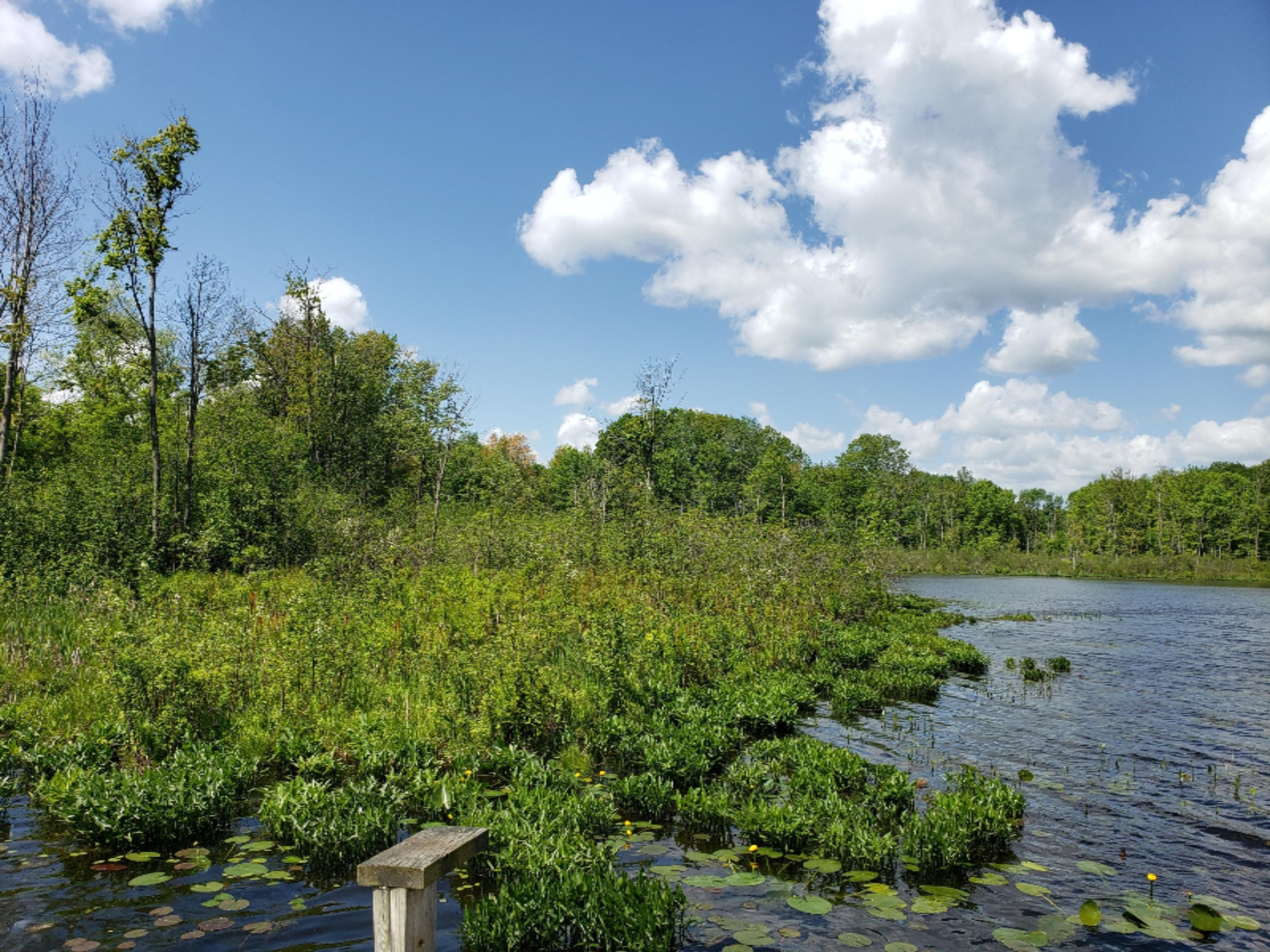 20854 4 Mile Road Morley, MI 49336 - Photo 5 of 21 20190602_114530