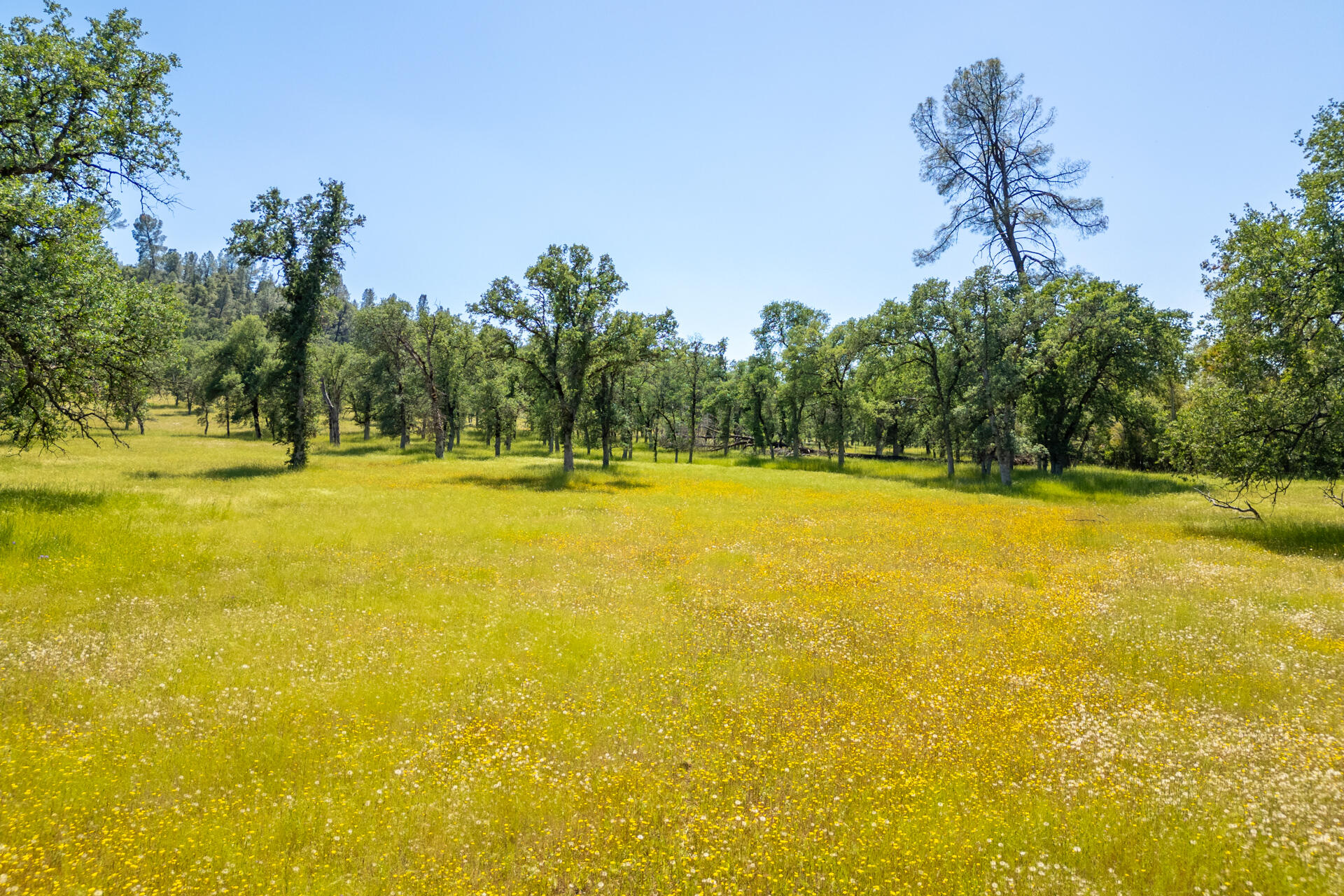 0 Racoon Way Oak Run, CA 96069 - Photo 38 of 39 Racoon029