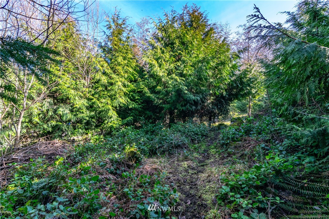 449 Guy Kelly Road Port Angeles, WA 98362 - Photo 37 of 40 a view of a lush green forest