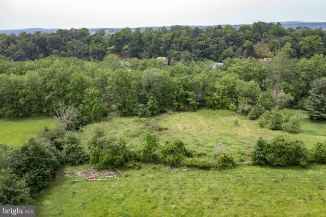 a view of a lush green forest with large trees