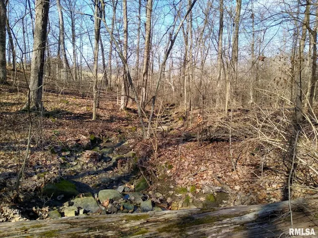 a view of a yard with lots of bushes
