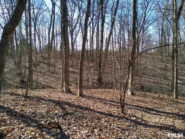 a view of a forest with trees in the background