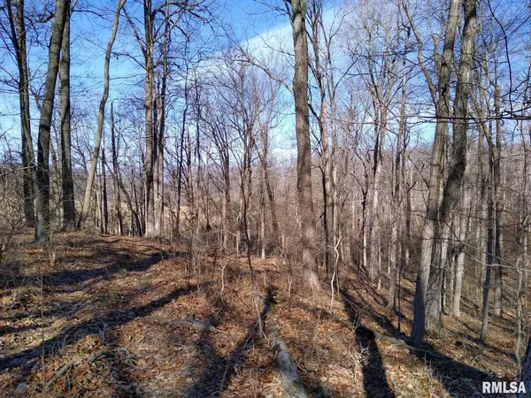 a view of a yard with large trees