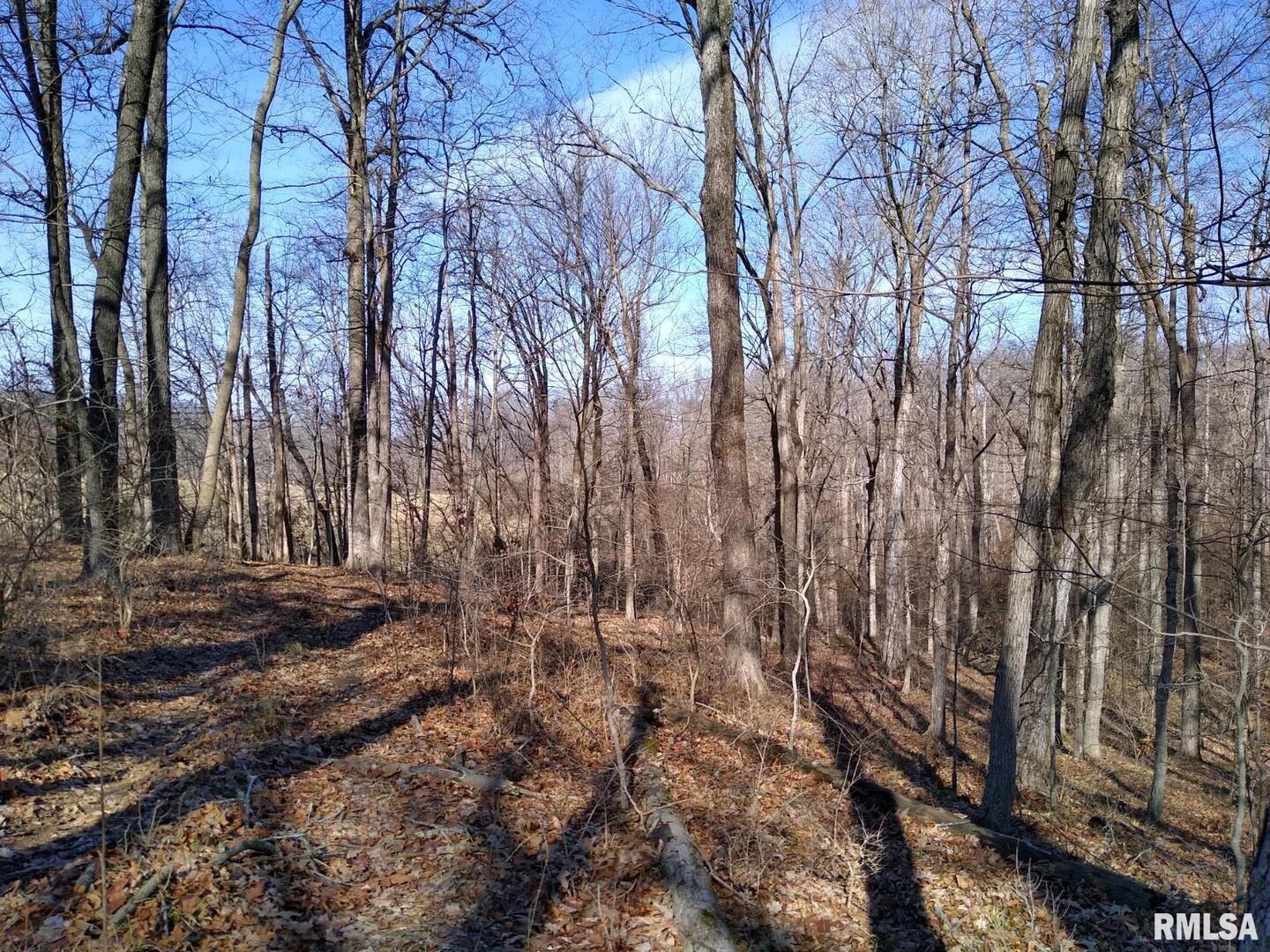 400 Walker Drive Vienna, IL 62995 - Photo 7 of 7 a view of a yard with large trees