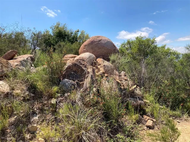a view of a bunch of trees and bushes