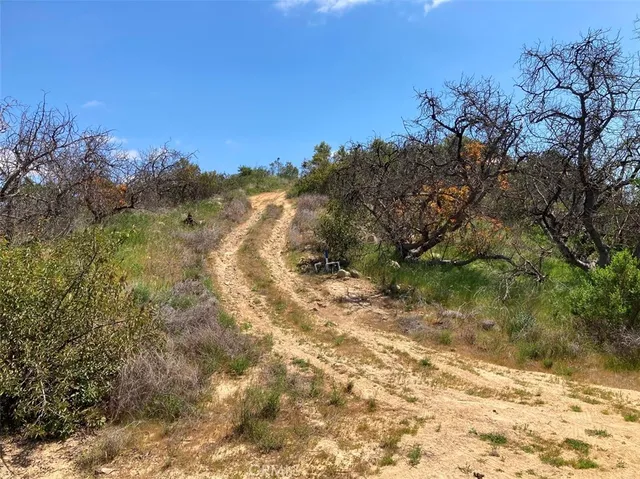 a view of a yard with a tree