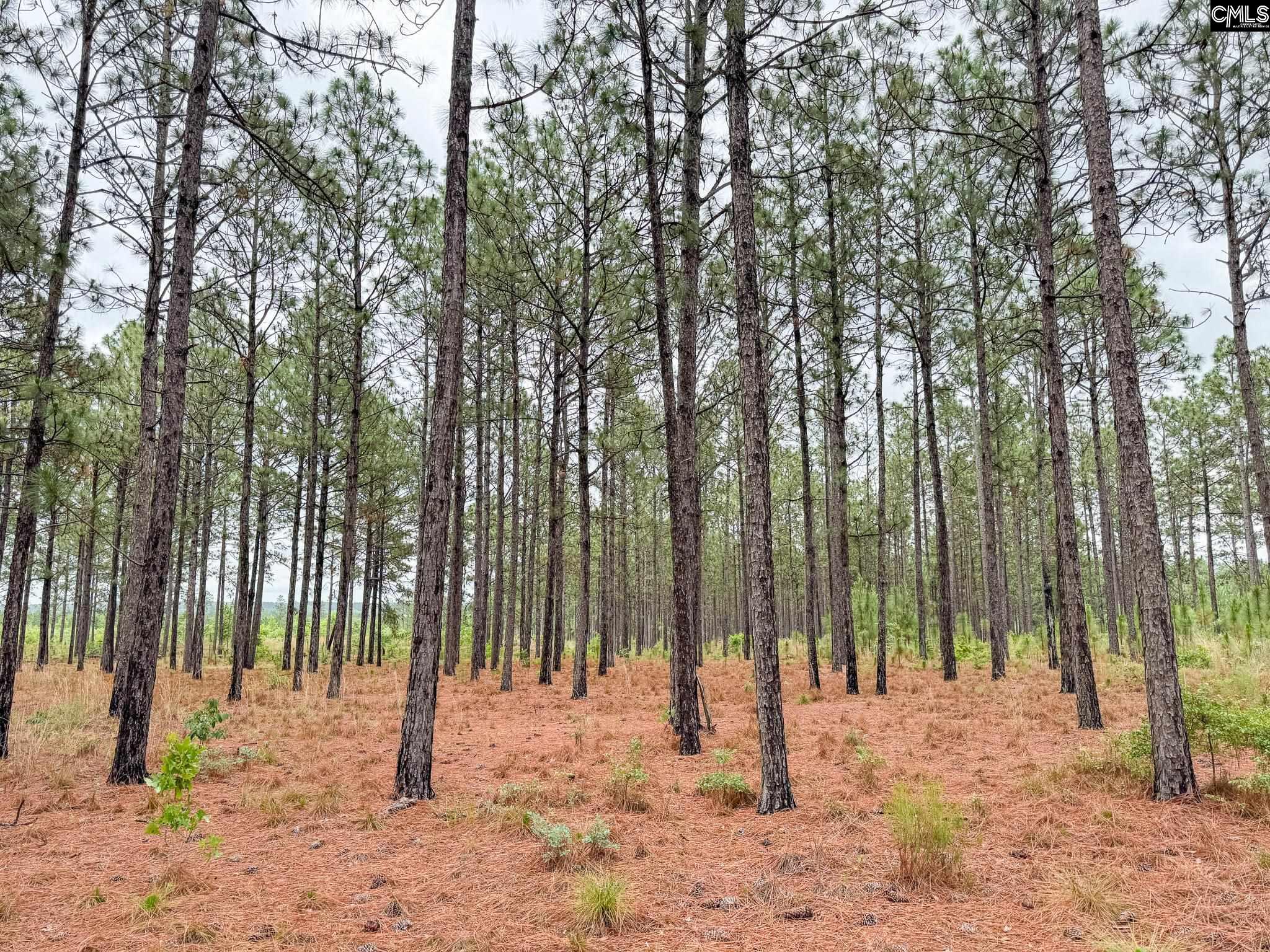 0 Neely Wingard Road, Unit LOT 6 Leesville, SC 29070 - Photo 5 of 8