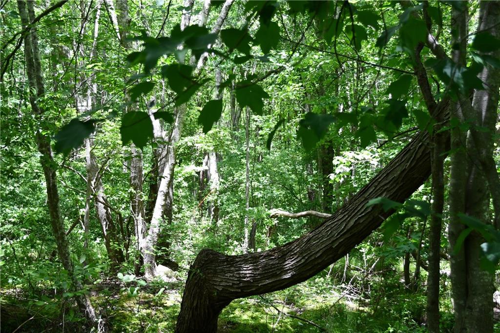 1 Wilson Road Temple, GA 30179 - Photo 27 of 88 a picture of tree