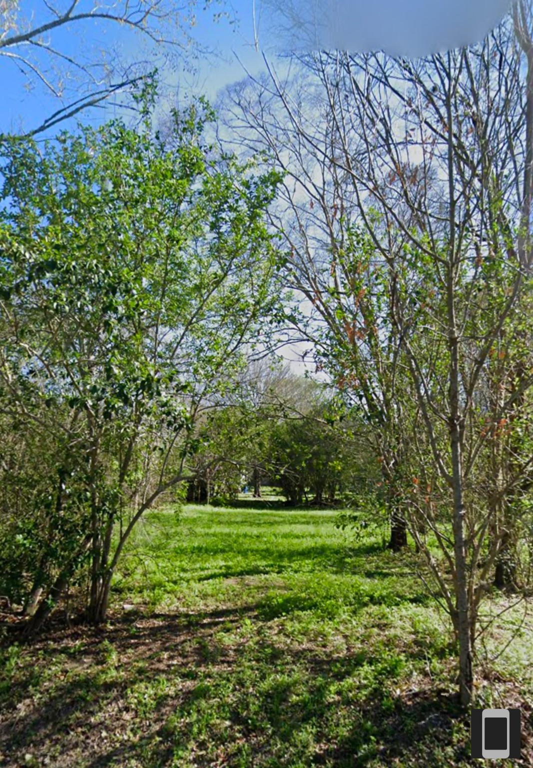 a view of a field with a tree