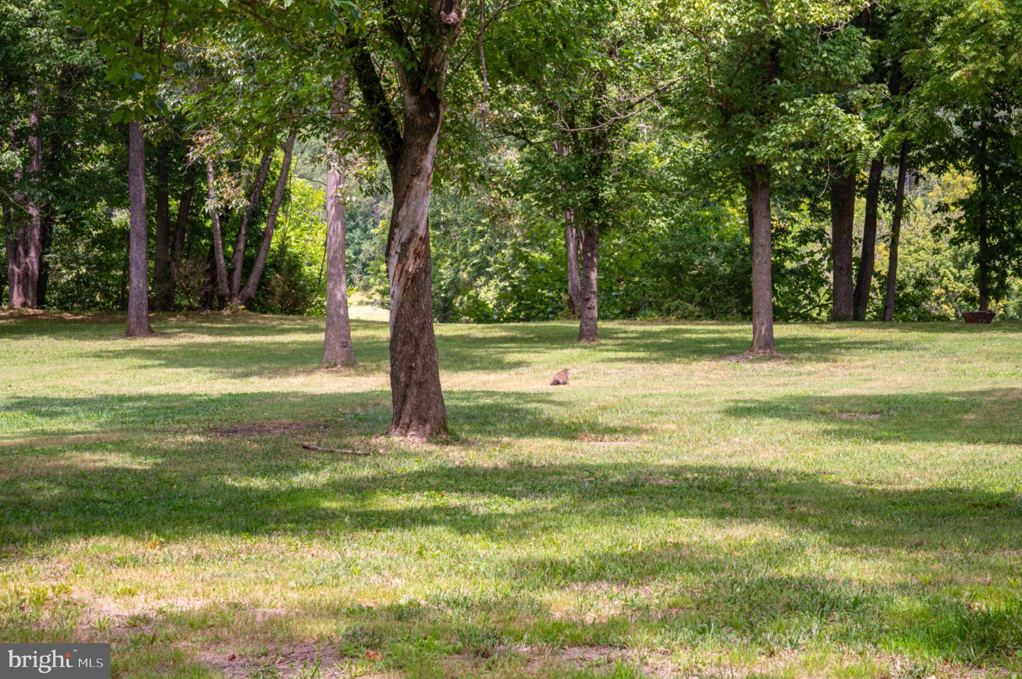 21 Burma Road Front Royal, VA 22630 - Photo 8 of 24 Park-like setting with scattered trees.
