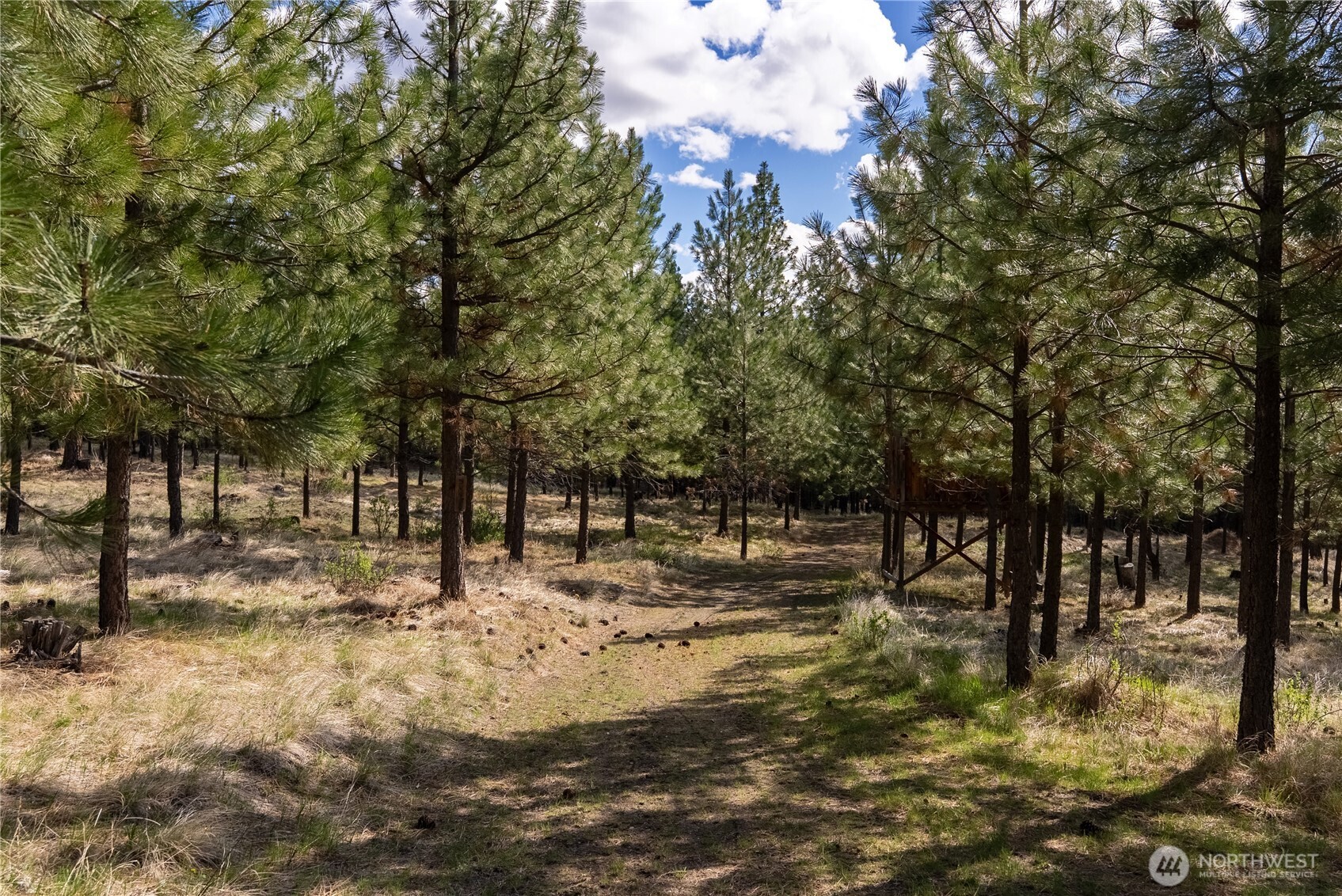 24 Lookout Trail Riverside, WA 98849 - Photo 33 of 39 a view of a yard with trees