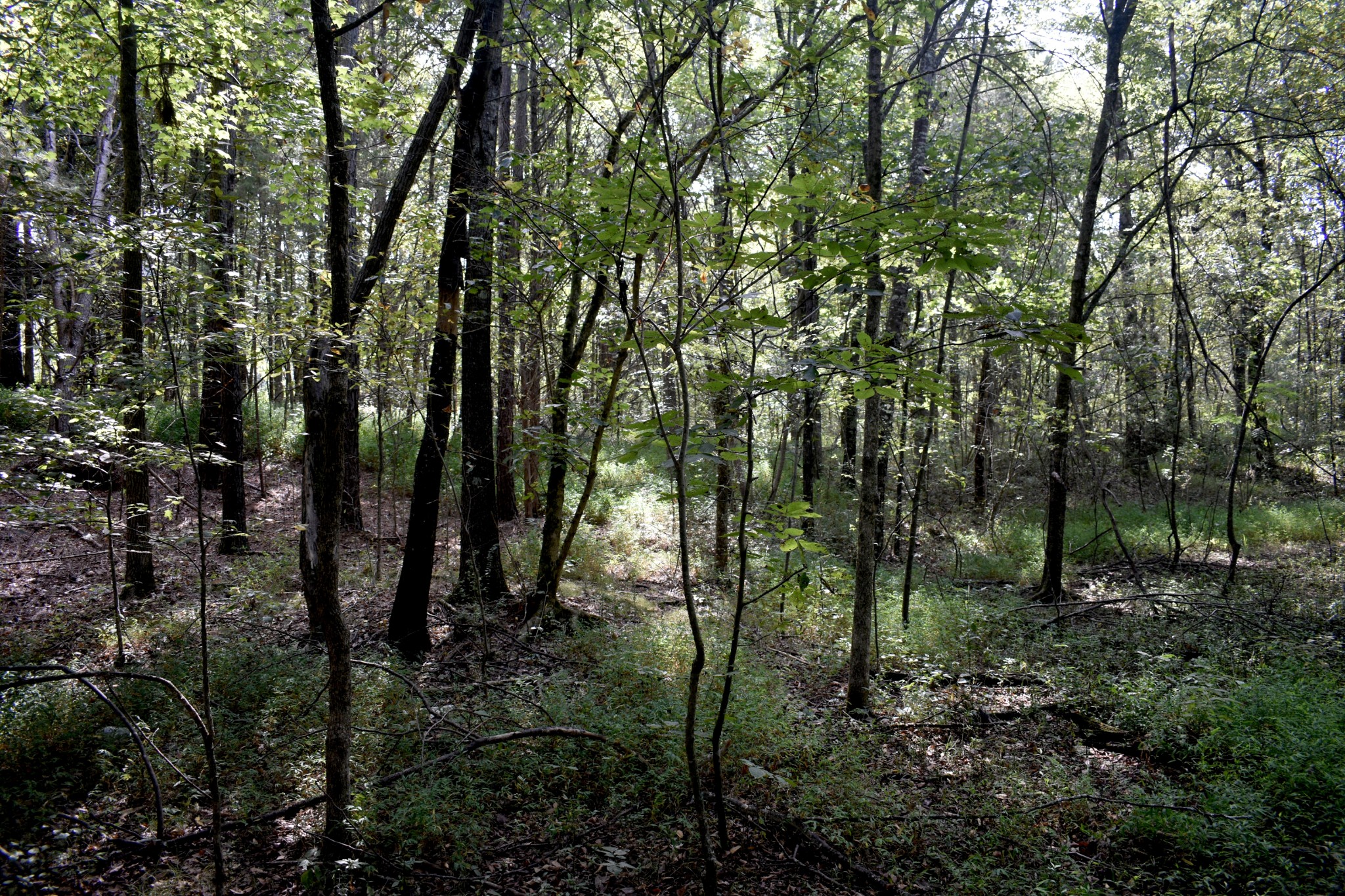 7000 Mt Carmel Road Decaturville, TN 38329 - Photo 32 of 35 Gallery Image 32