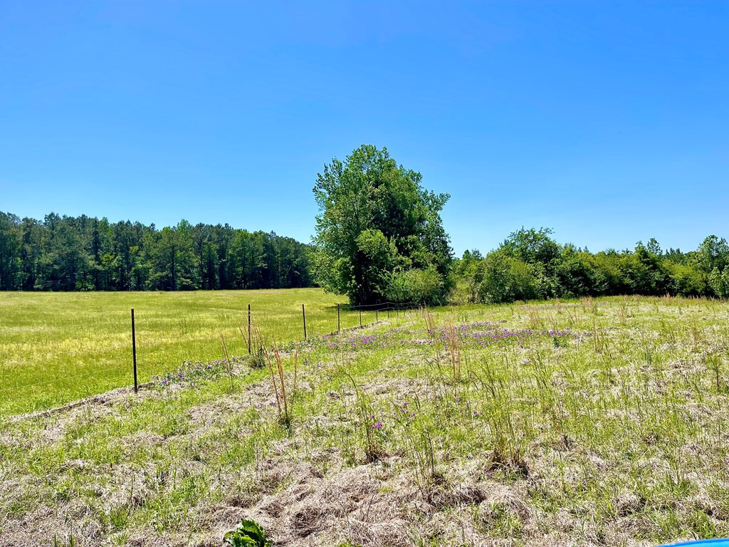 0 Pine Ridge Road Jayess, MS 39641 - Photo 4 of 7 Photo 4