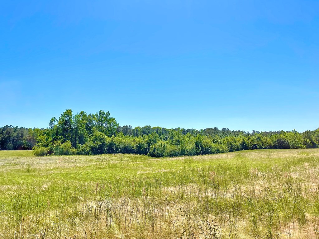0 Pine Ridge Road Jayess, MS 39641 - Photo 5 of 7 Photo 5