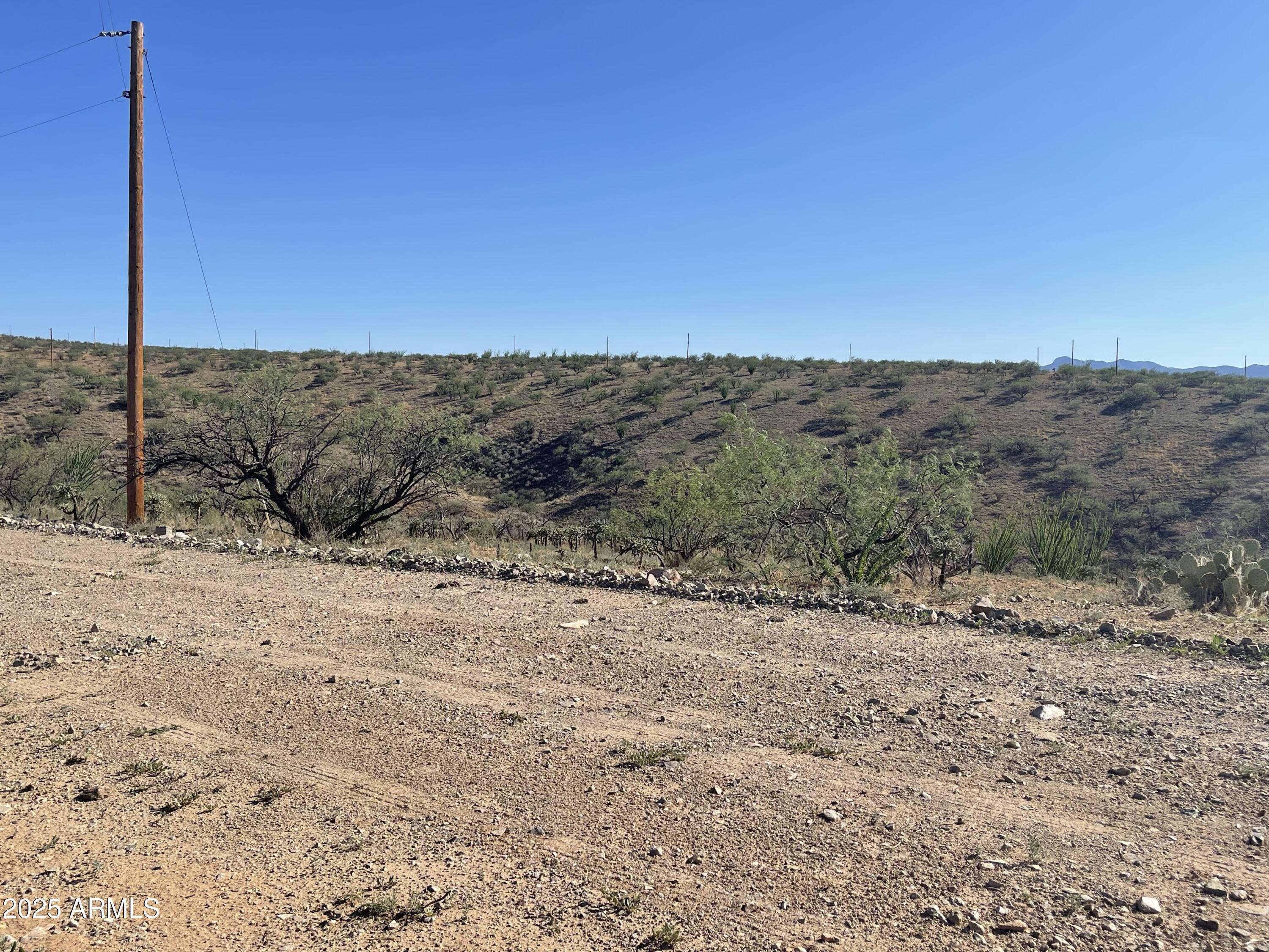 a view of a dry yard with trees