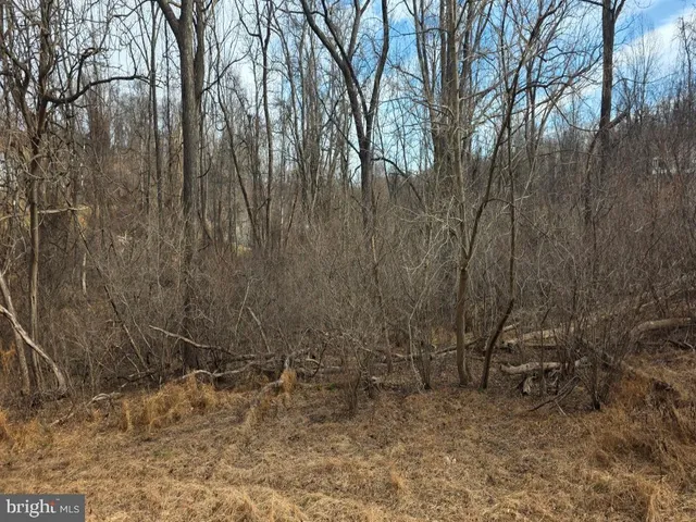 a view of backyard with tall trees