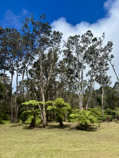3 Haunani Road Volcano, HI 96785 - Photo 8 of 27 Gallery Image 8
