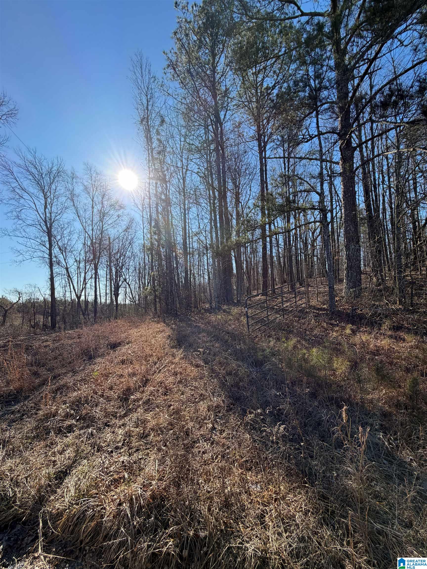0 Ridge Road Cragford, AL 36255 - Photo 3 of 4