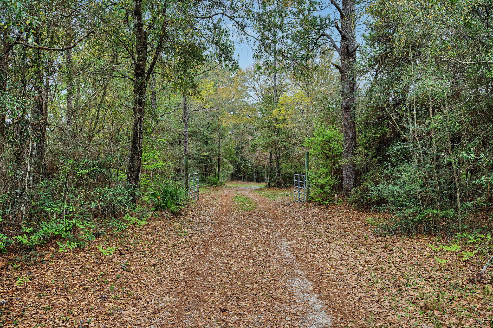 6730 Owens Road Laurel Hill, FL 32567 - Photo 36 of 36 a view of a forest with trees in the background