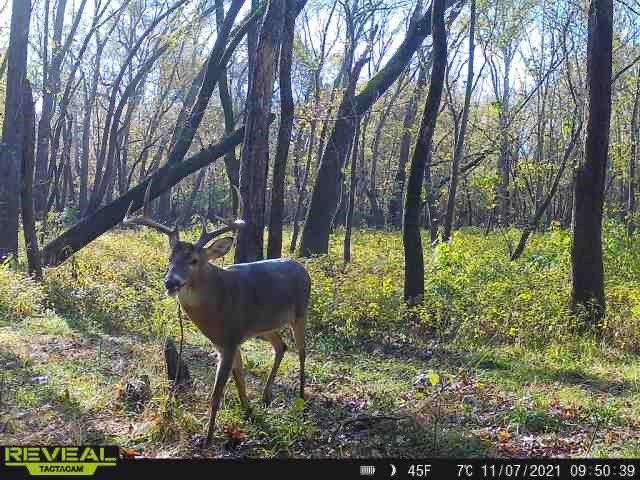 0 Old River Road Rockville, MO 64780 - Photo 61 of 70