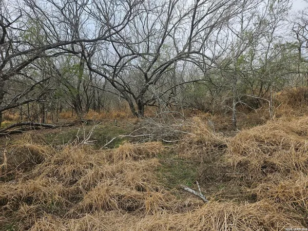 a backyard of a house with lots of trees