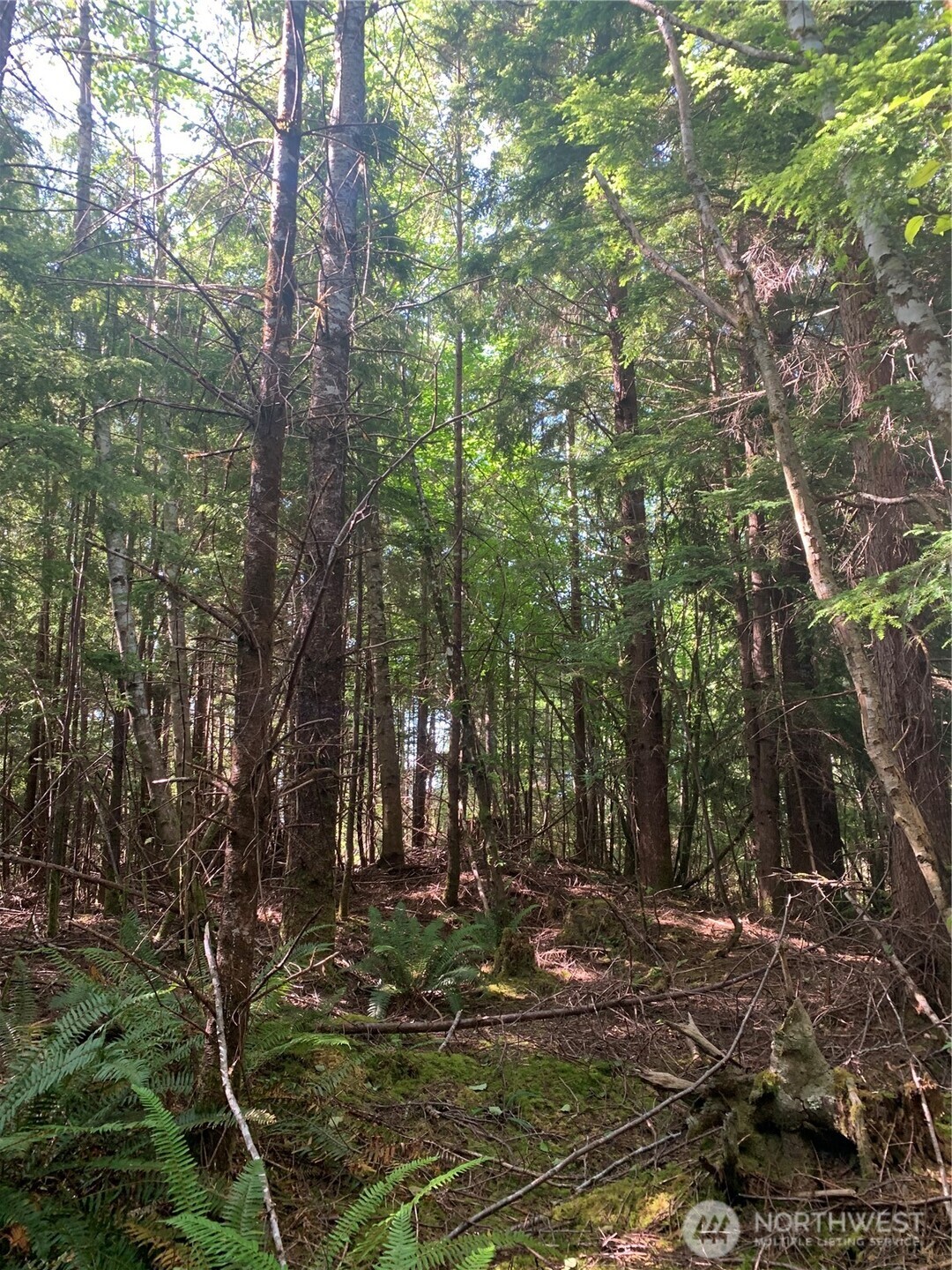 1-tract Parpala Road Naselle, WA 98638 - Photo 6 of 20 a view of forest