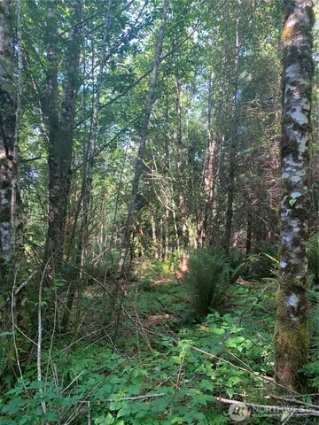 a view of a lush green forest