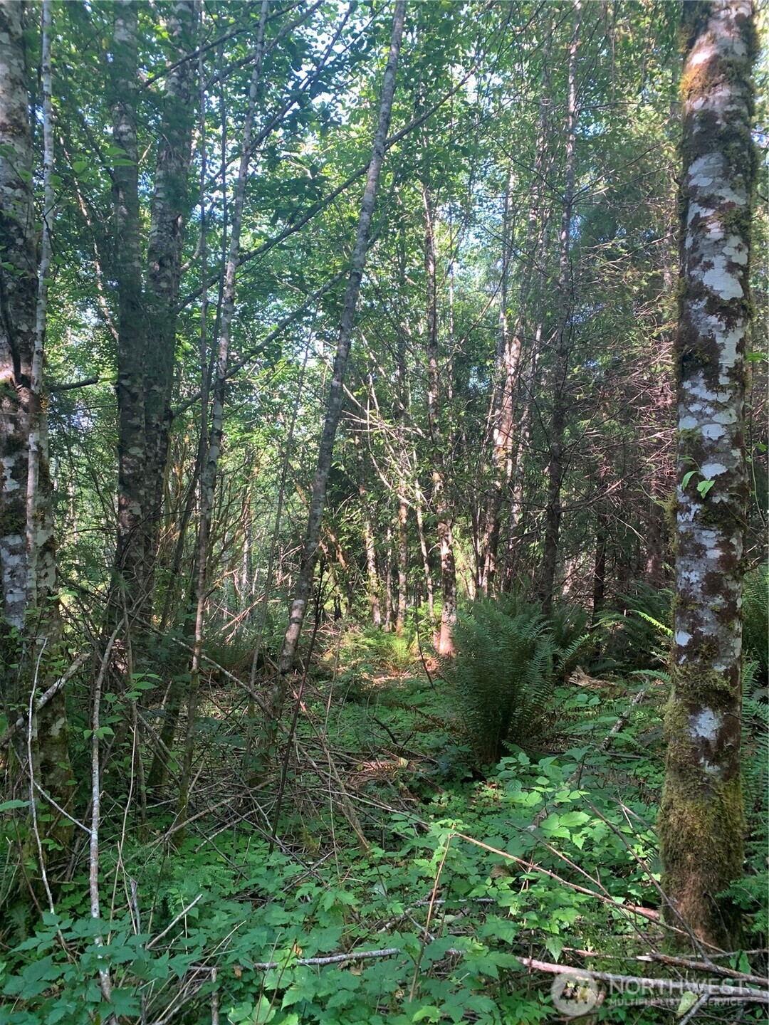 1-tract Parpala Road Naselle, WA 98638 - Photo 7 of 20 a view of a lush green forest