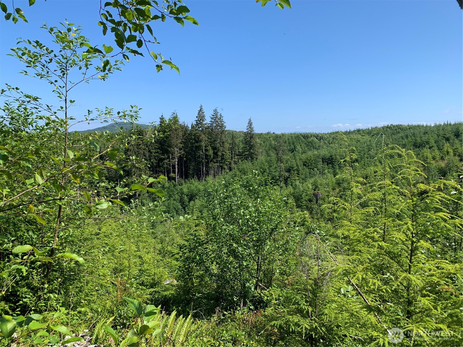 1-tract Parpala Road Naselle, WA 98638 - Photo 8 of 20 a view of a green field