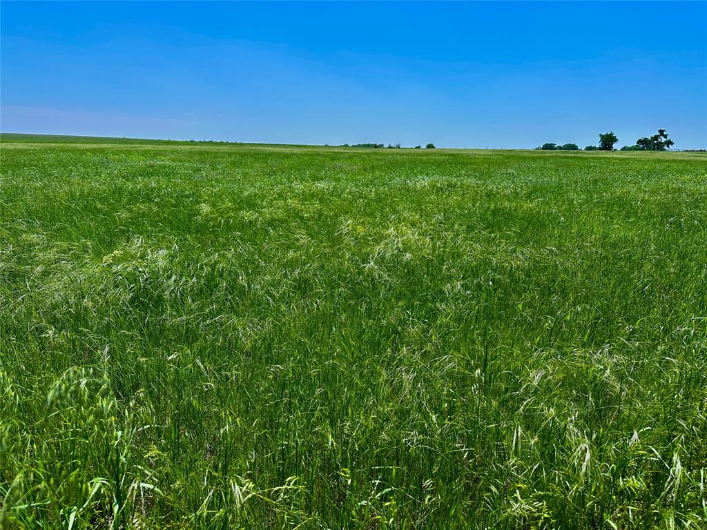 204 Valley View Valley View, TX 76272 - Photo 4 of 23 a view of yard with grass and a forest