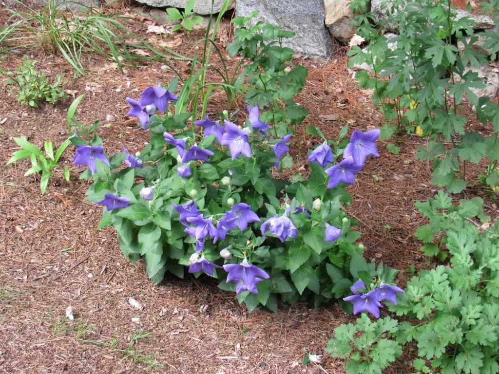 730 Bound Tree Road Hopkinton, NH 03229 - Photo 23 of 29