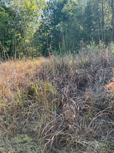 0 Lot 5 Catfish Cove Road Waterloo, SC 29384 - Photo 11 of 16 Gallery Image 11