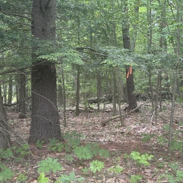 44.1 Lovell Lake Road Sanbornville, NH 03872 - Photo 10 of 13
