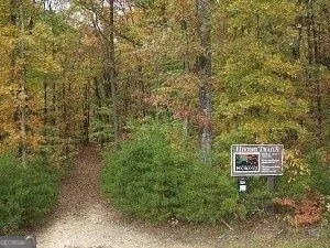 a view of a dry yard with large trees