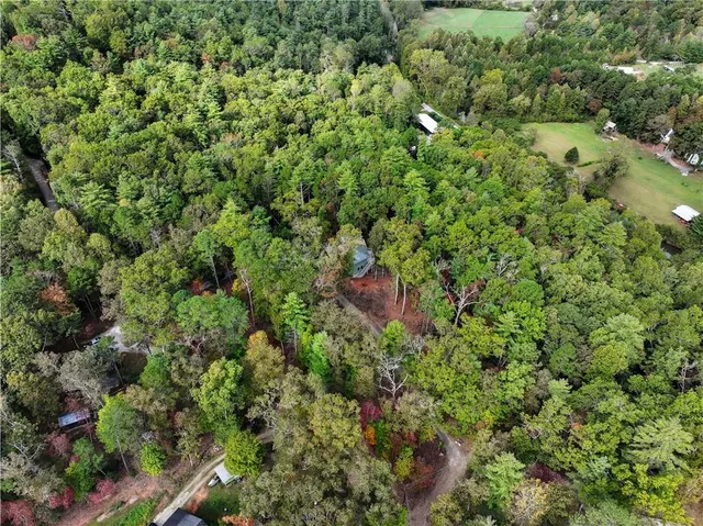 a view of a lush green forest