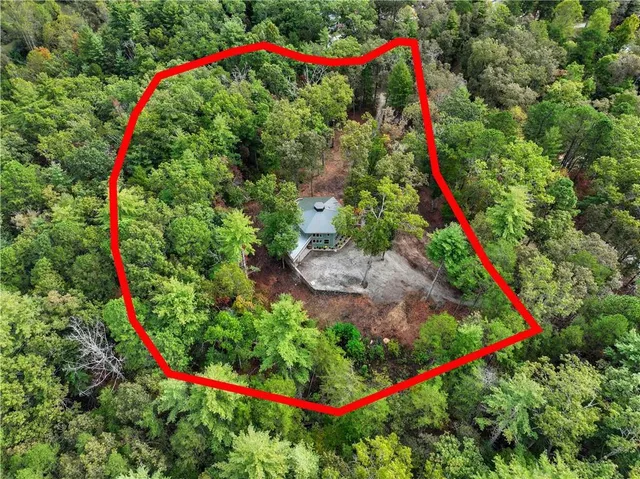 a close up of a plant