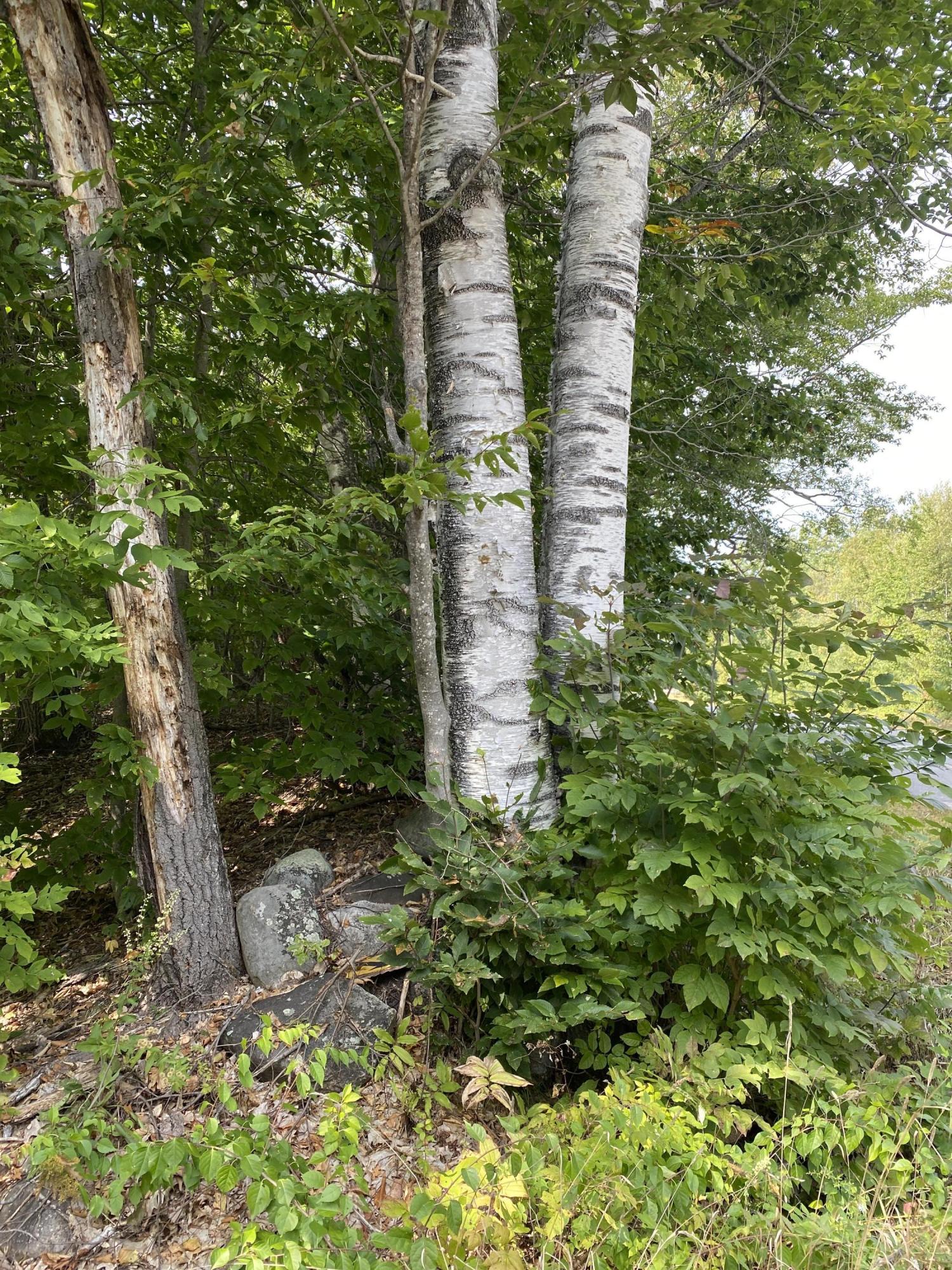 6-082 Lomie Rivers Road Jay, ME 04239 - Photo 20 of 43 Photo Sep 16, 12 26 24 PM