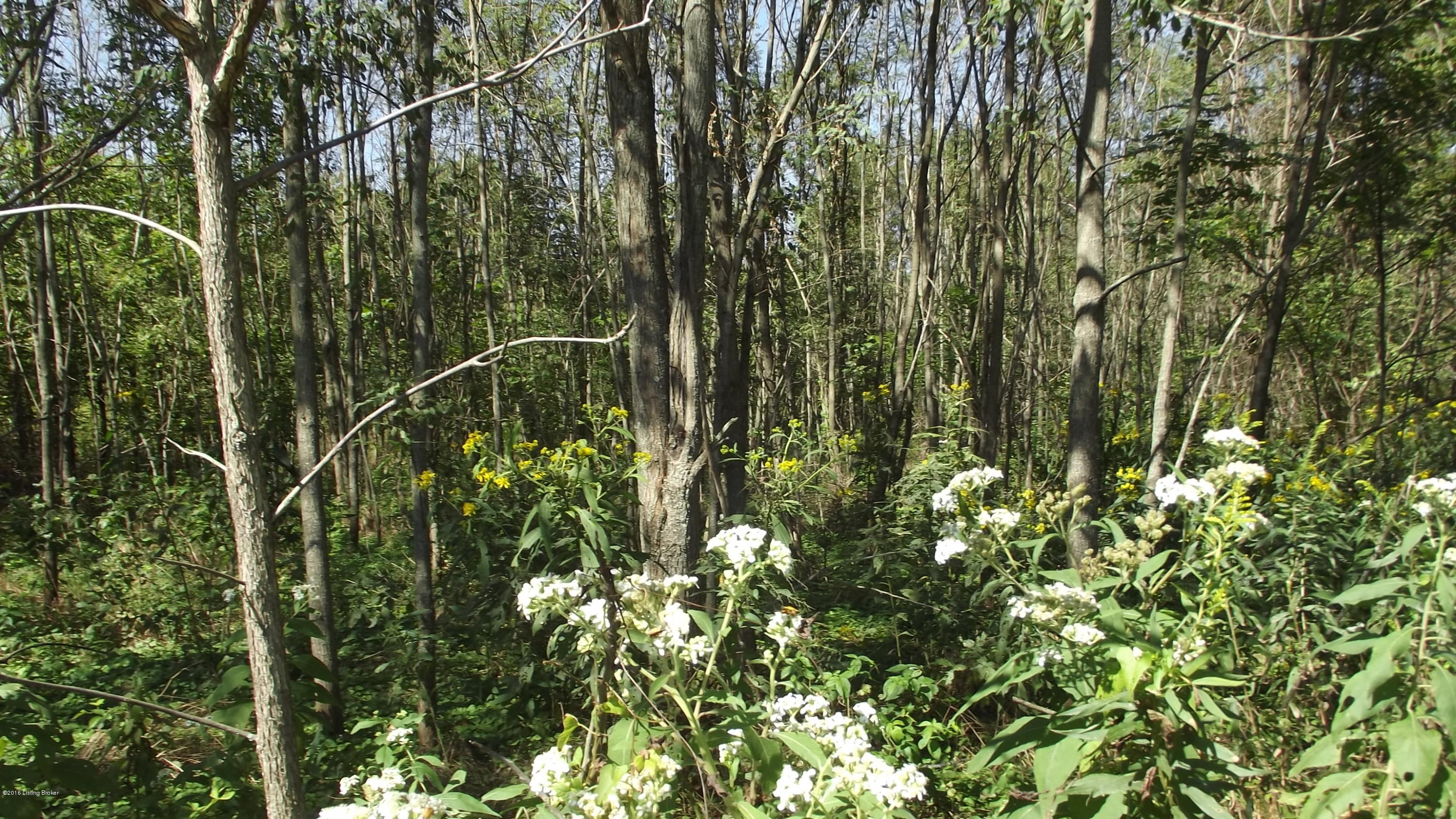 8122 Sulphur Road Sulphur, KY 40070 - Photo 5 of 10 DSCF5838