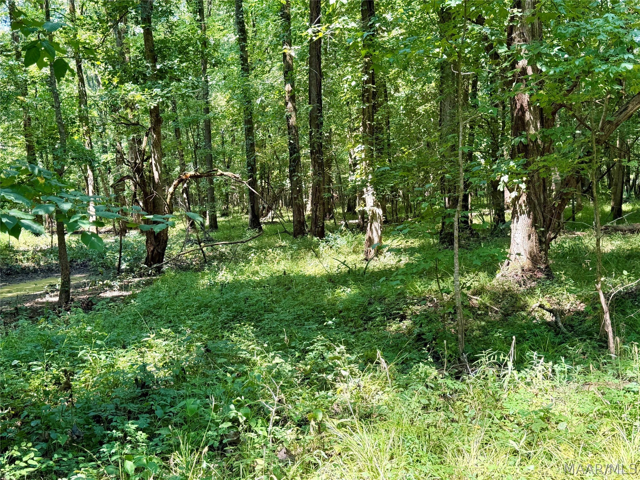 0 County Road 2 Road Hardaway, AL 36039 - Photo 5 of 24 Gallery Image 5