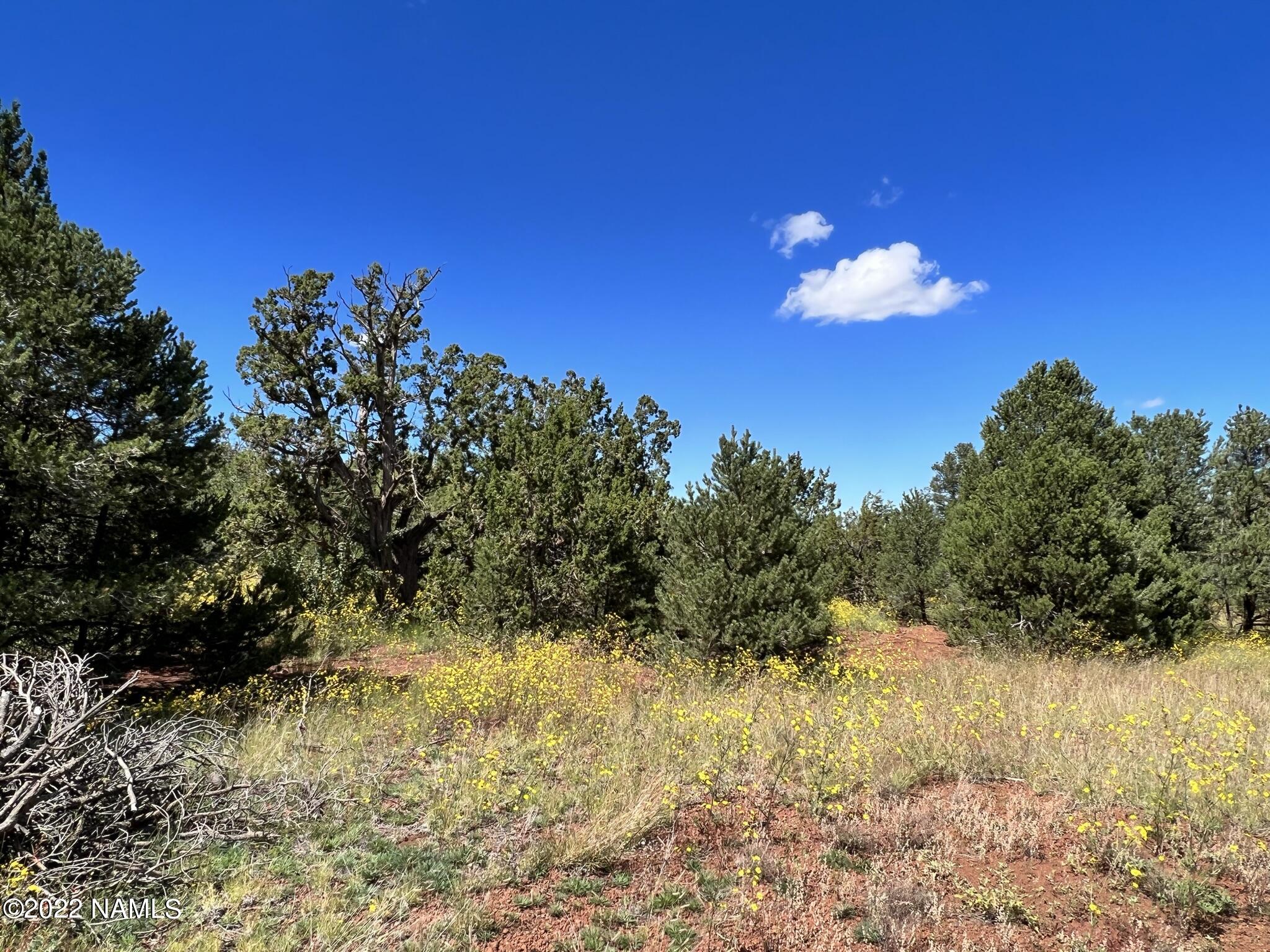 449 West Flushing Quail Road, Unit 7 Williams, AZ 86046 - Photo 5 of 41 IMG_5246
