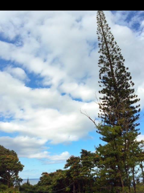 1010 Nahiku Road Hana, HI 96713 - Photo 13 of 13 a view of a bunch of trees