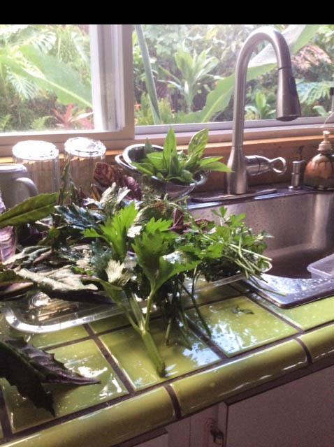 1010 Nahiku Road Hana, HI 96713 - Photo 5 of 13 a view of swimming pool from a window