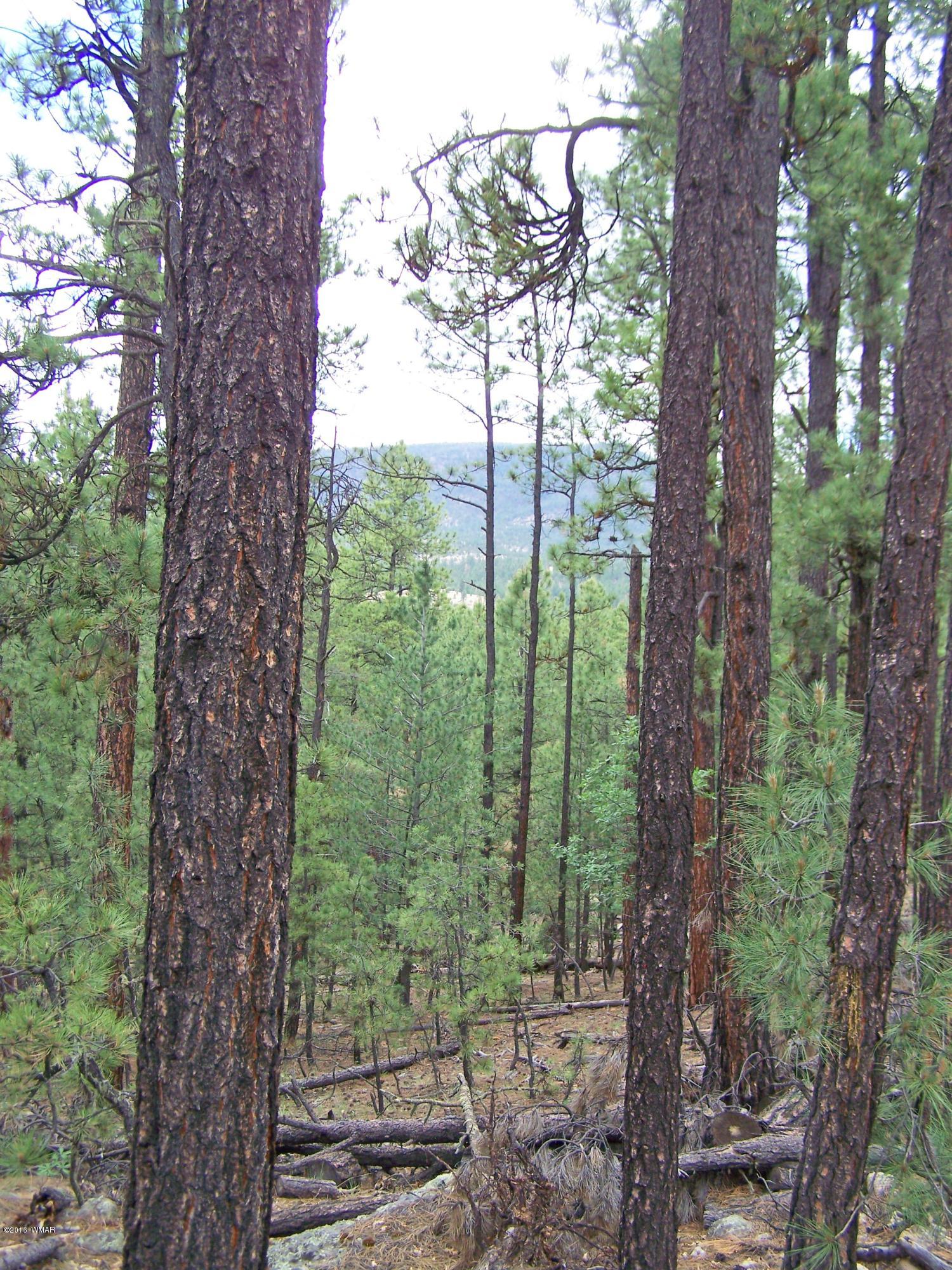 0 Off County Road Alpine, AZ 85920 - Photo 2 of 7