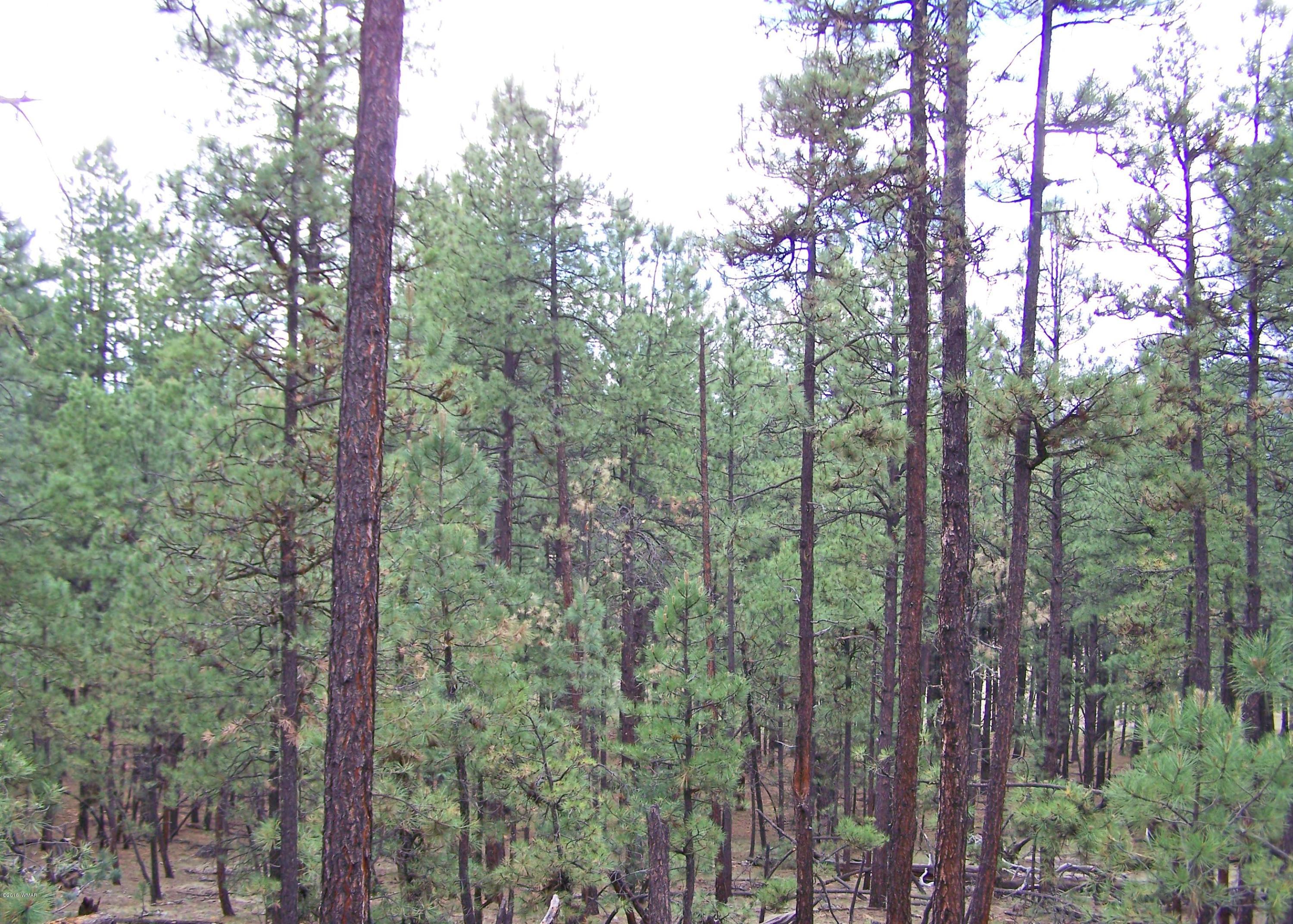 0 Off County Road Alpine, AZ 85920 - Photo 6 of 7