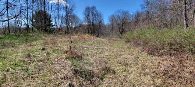 168 Williams Road Red Hook, NY 12571 - Photo 12 of 13 a view of a yard with trees in the background